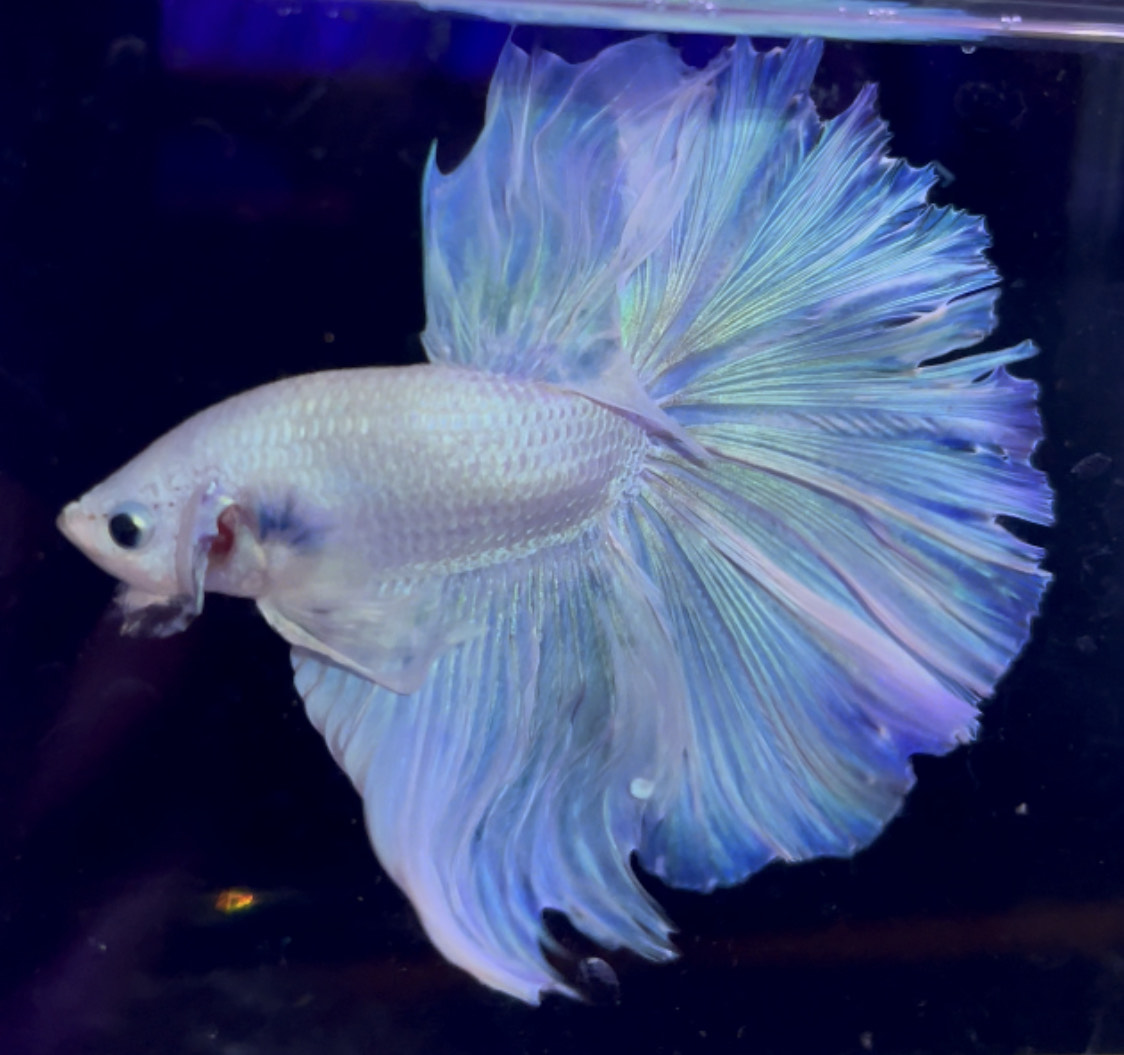 betta956