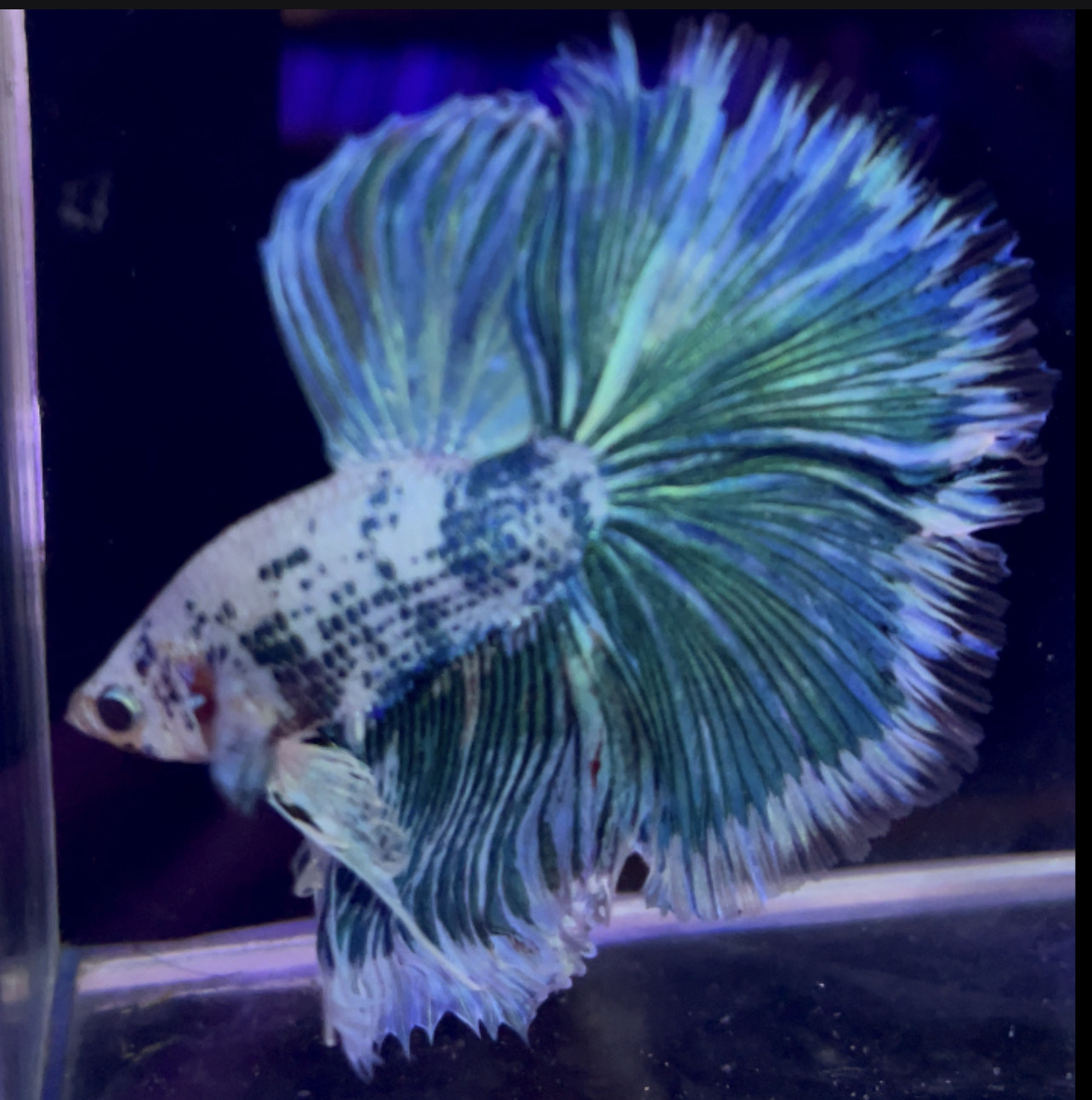 betta958