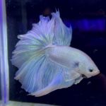 betta956