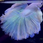 betta959