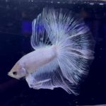betta955