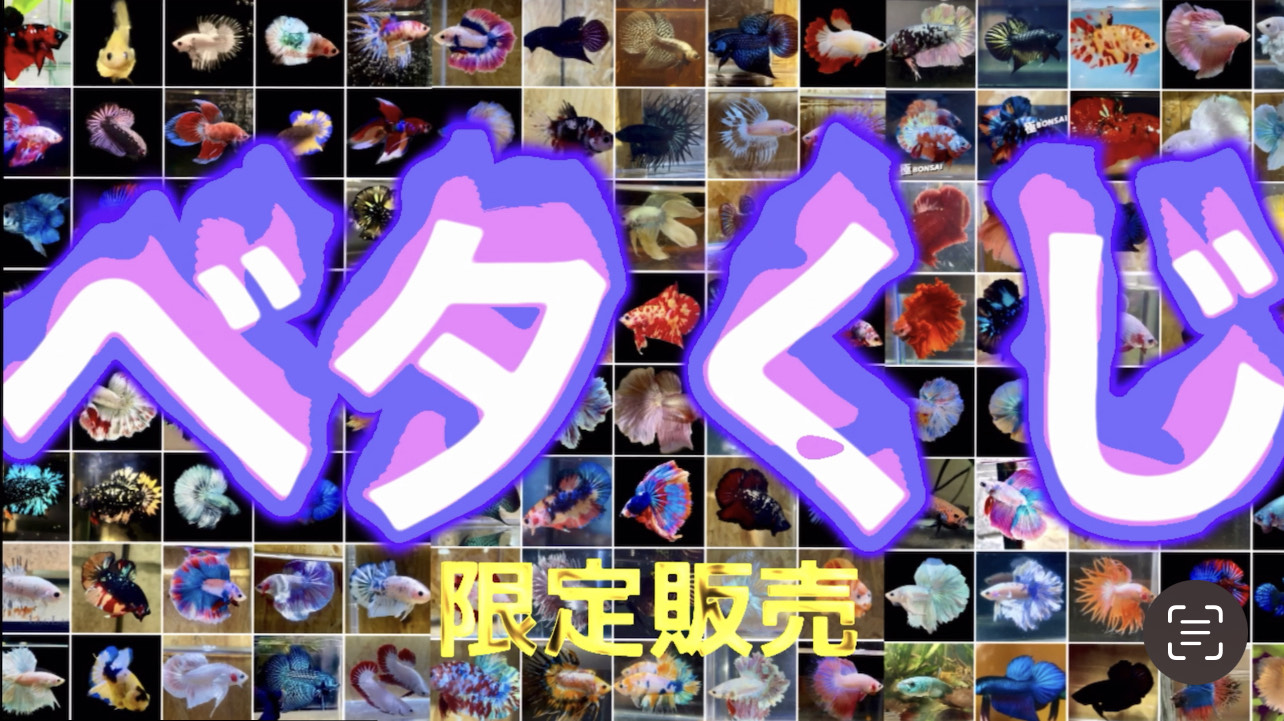 betta966