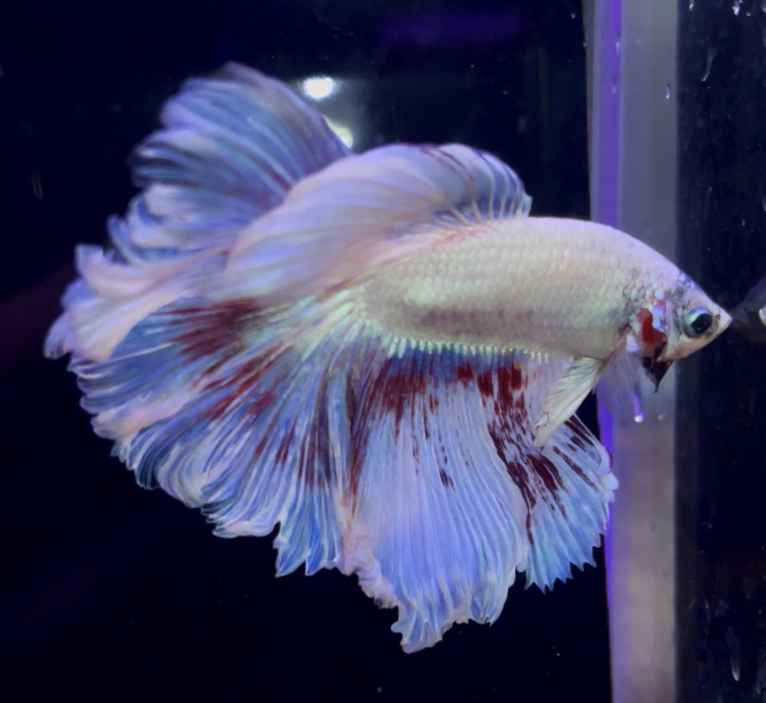 betta964