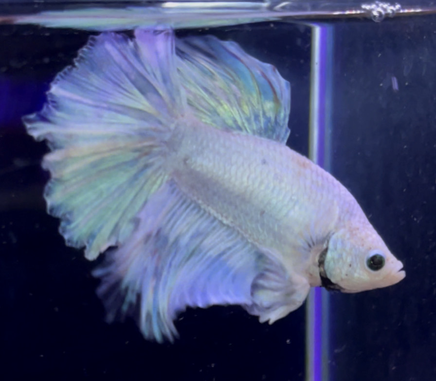 betta961