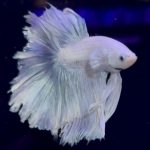 betta962