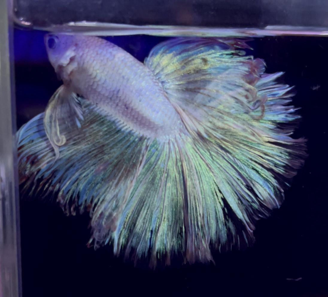 betta965