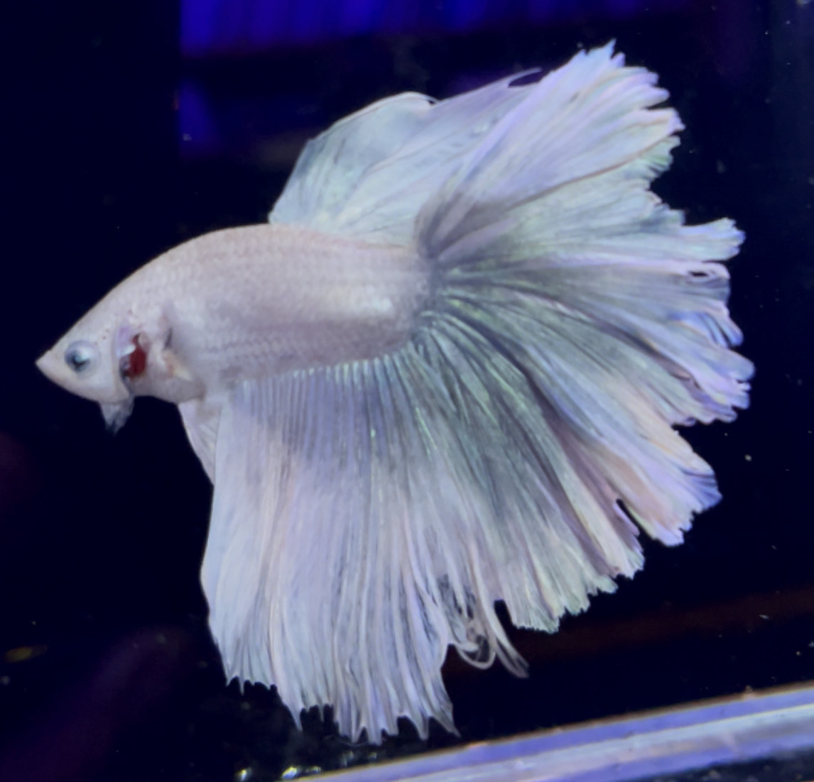 betta962