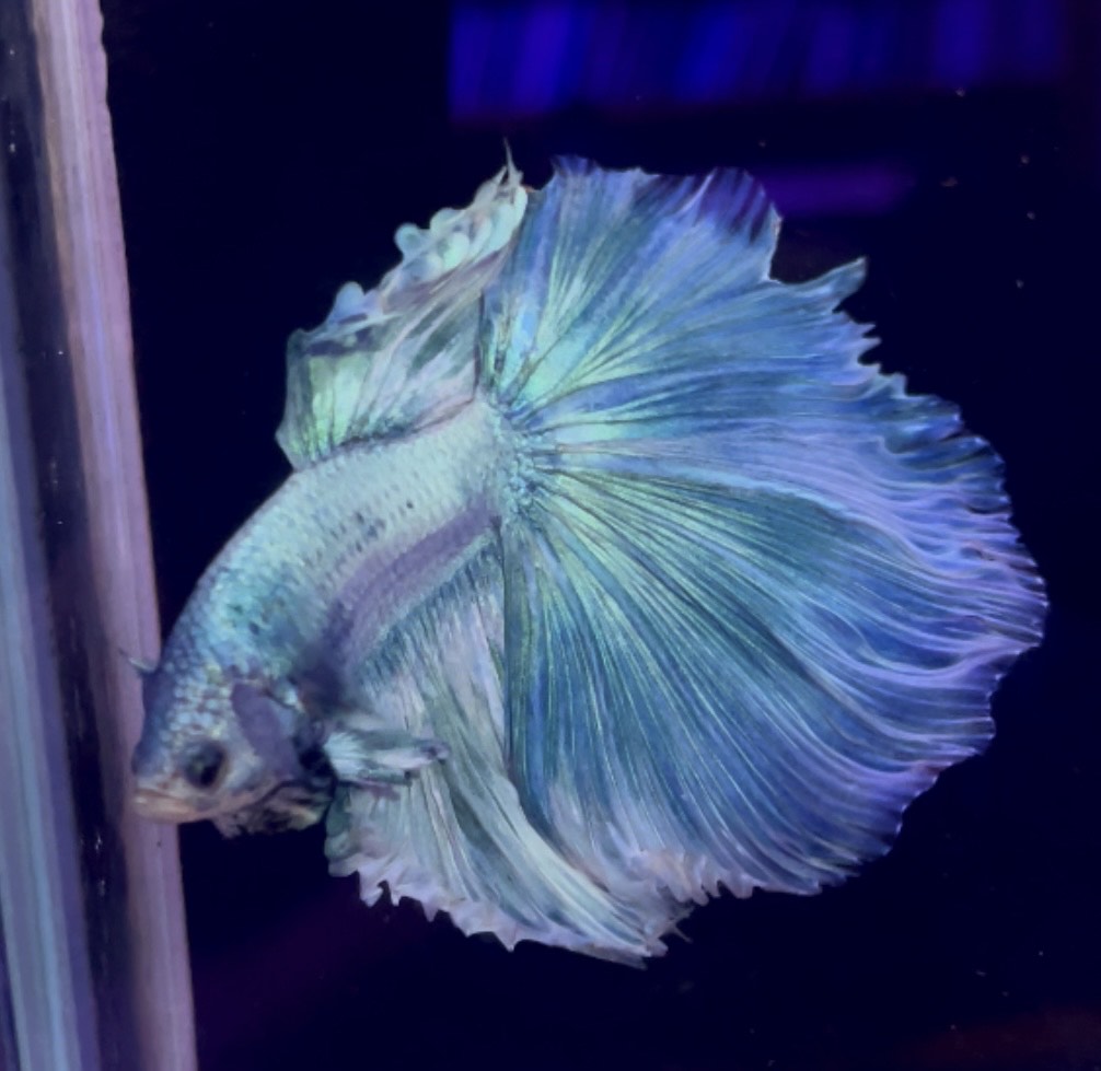 betta963