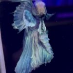 betta963