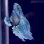 betta963