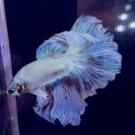 betta964
