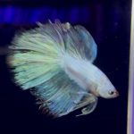 betta965