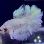 betta961