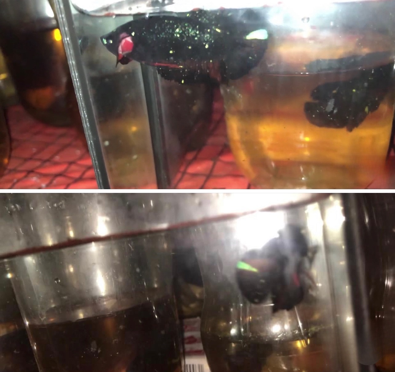 betta986