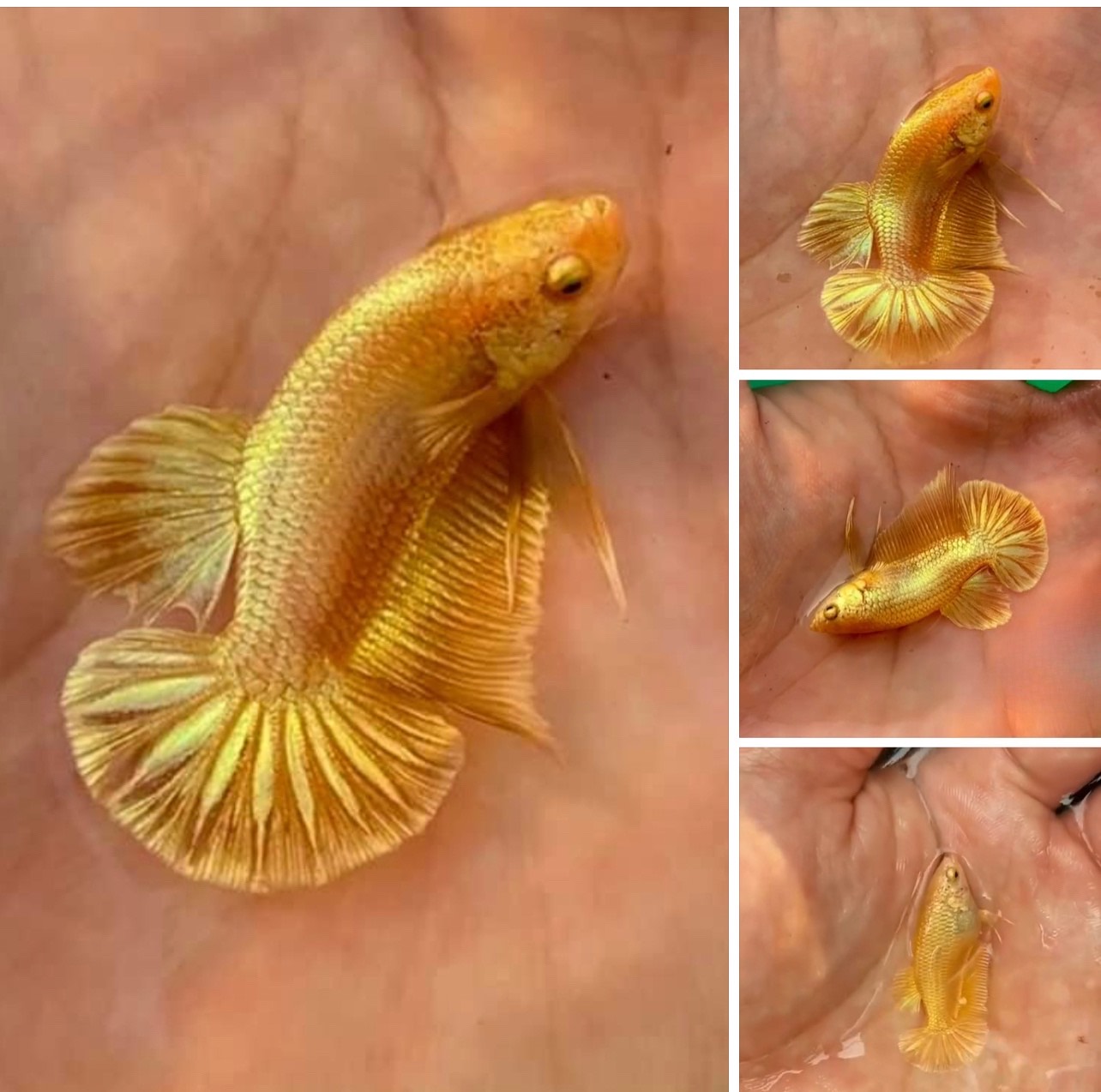 betta999