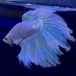 betta967