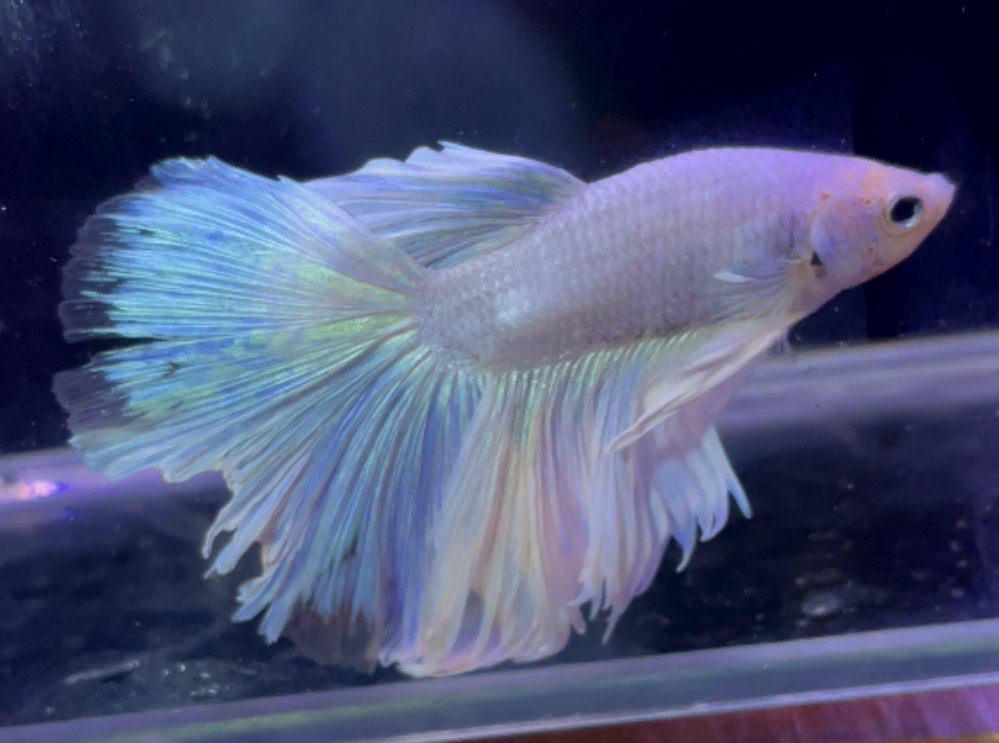 betta970