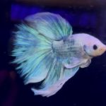 betta969