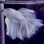 betta968