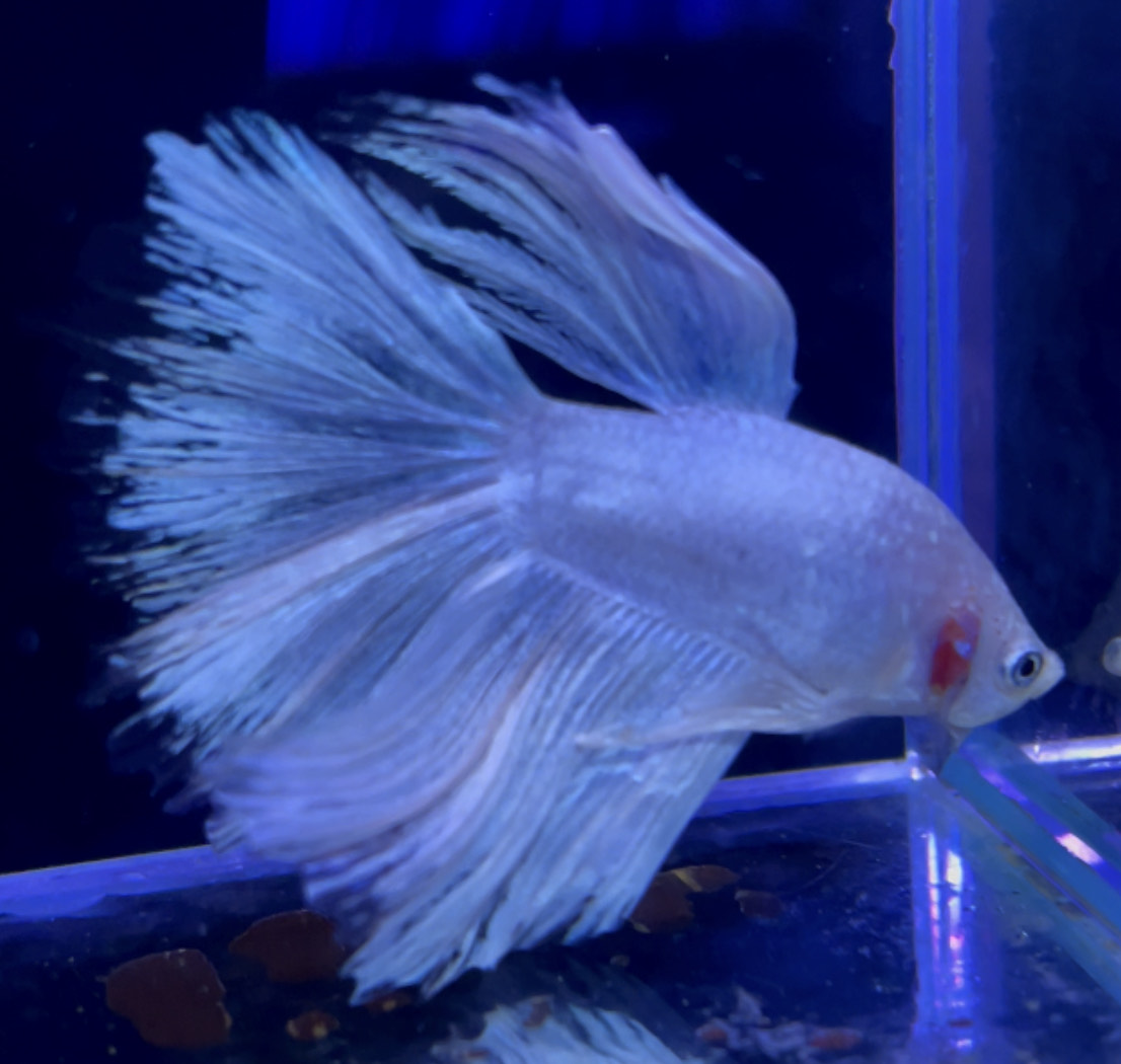 betta968