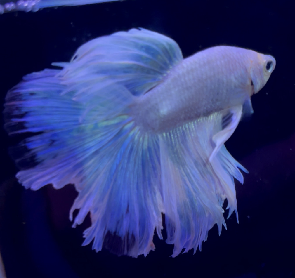 betta967