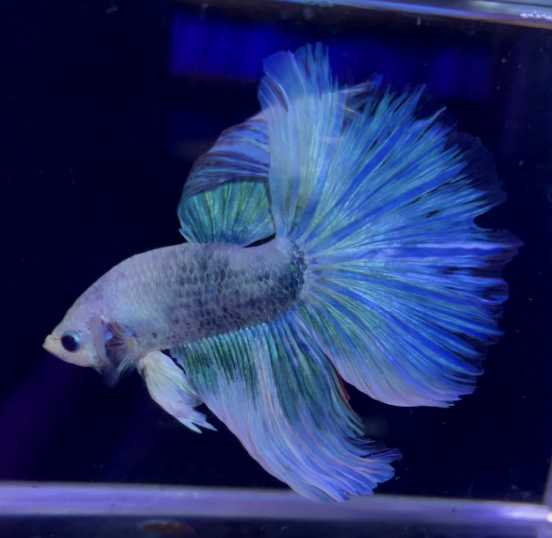 betta969