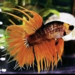 betta976