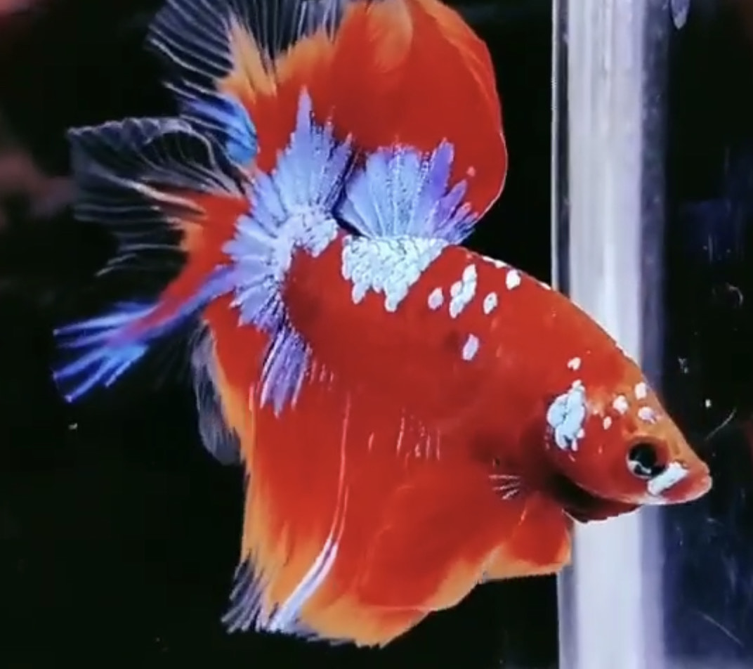 betta972