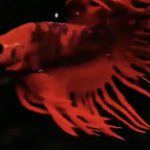 betta979