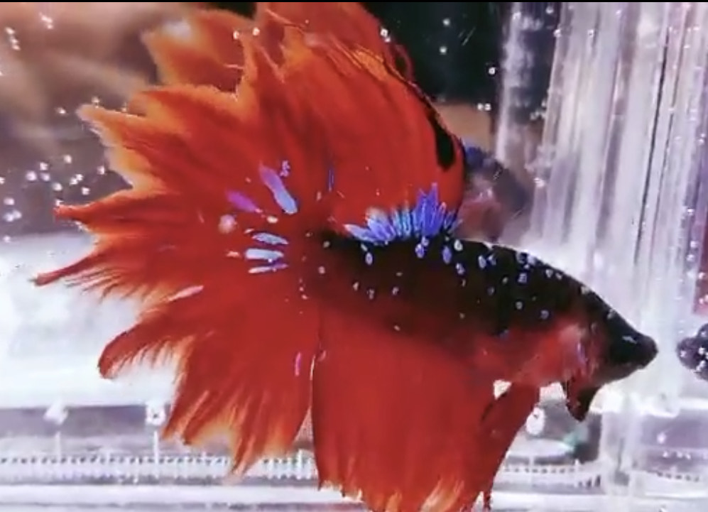 betta971