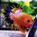 betta981