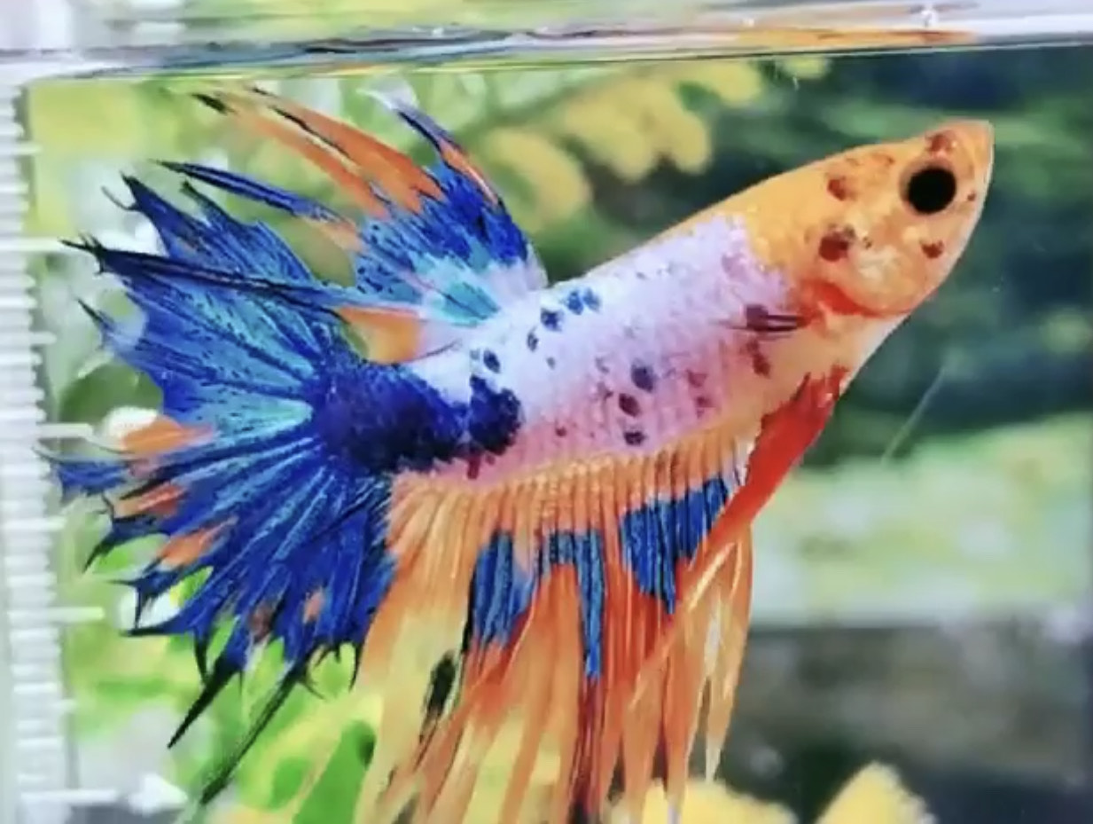 betta978