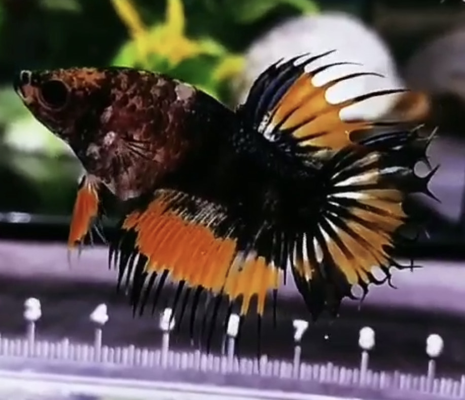 betta977