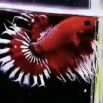 betta982