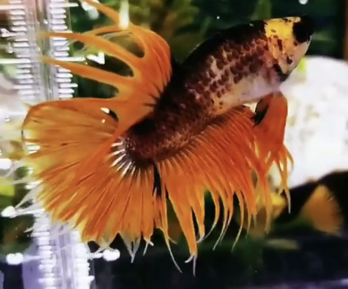 betta976