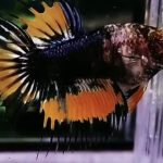 betta977