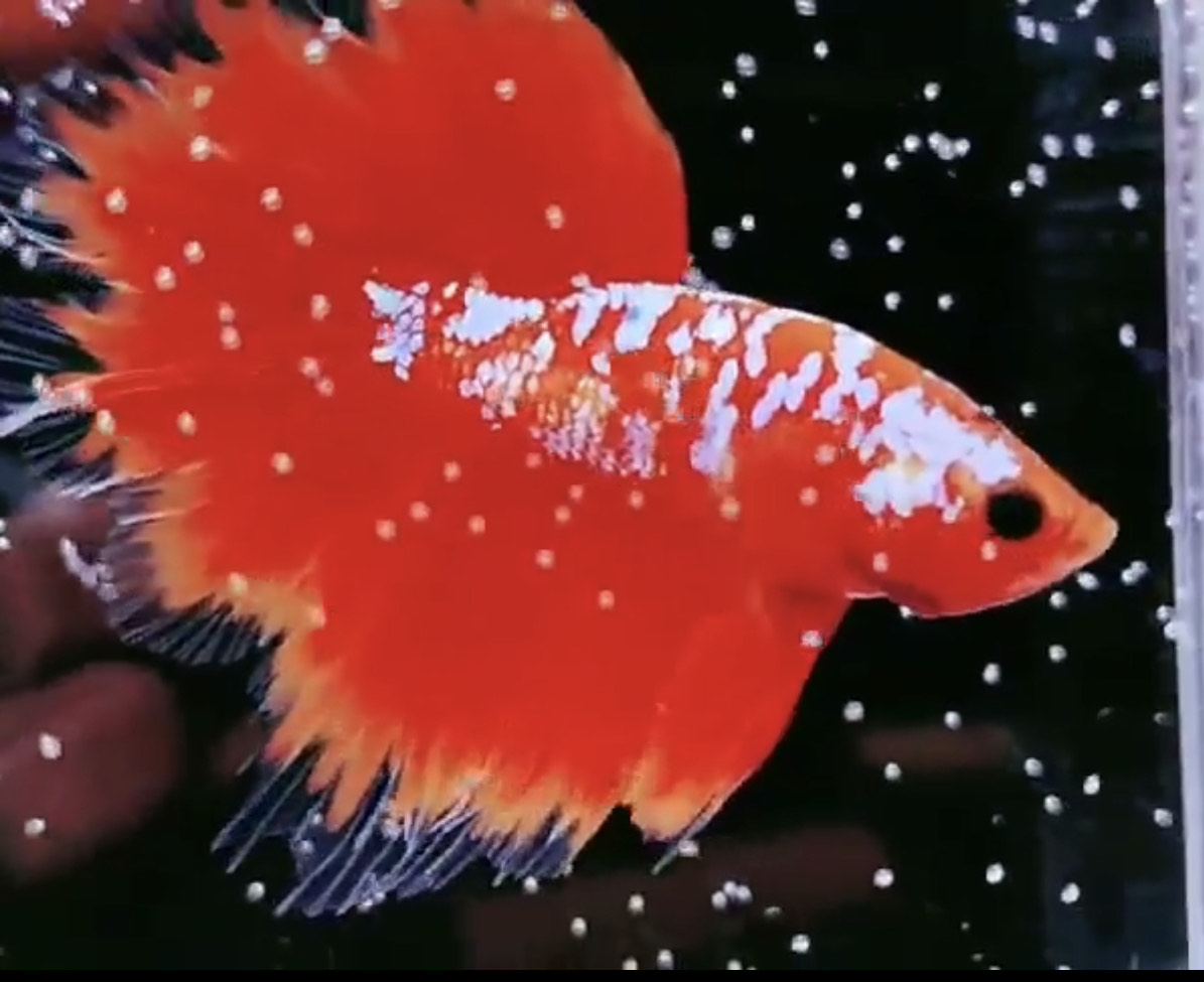 betta973