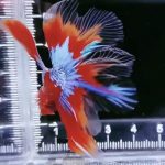 betta972