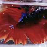 betta971