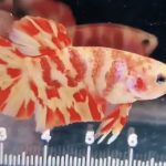 betta983
