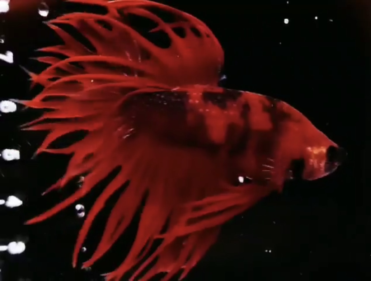 betta979
