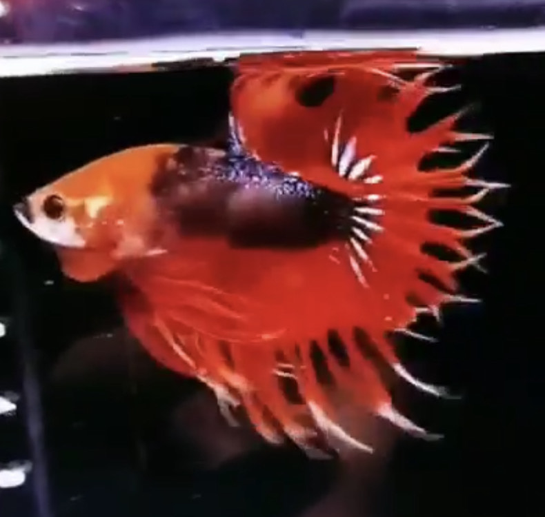 betta980