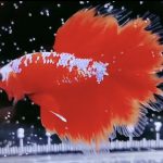 betta973