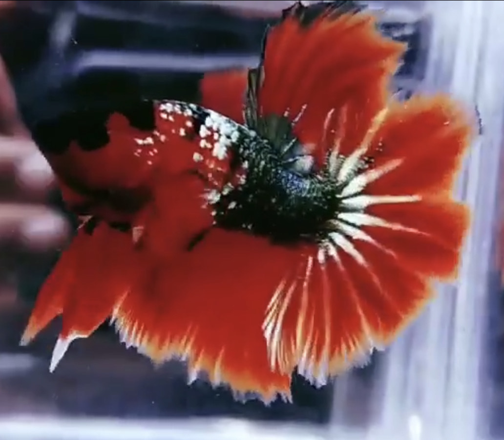 betta974