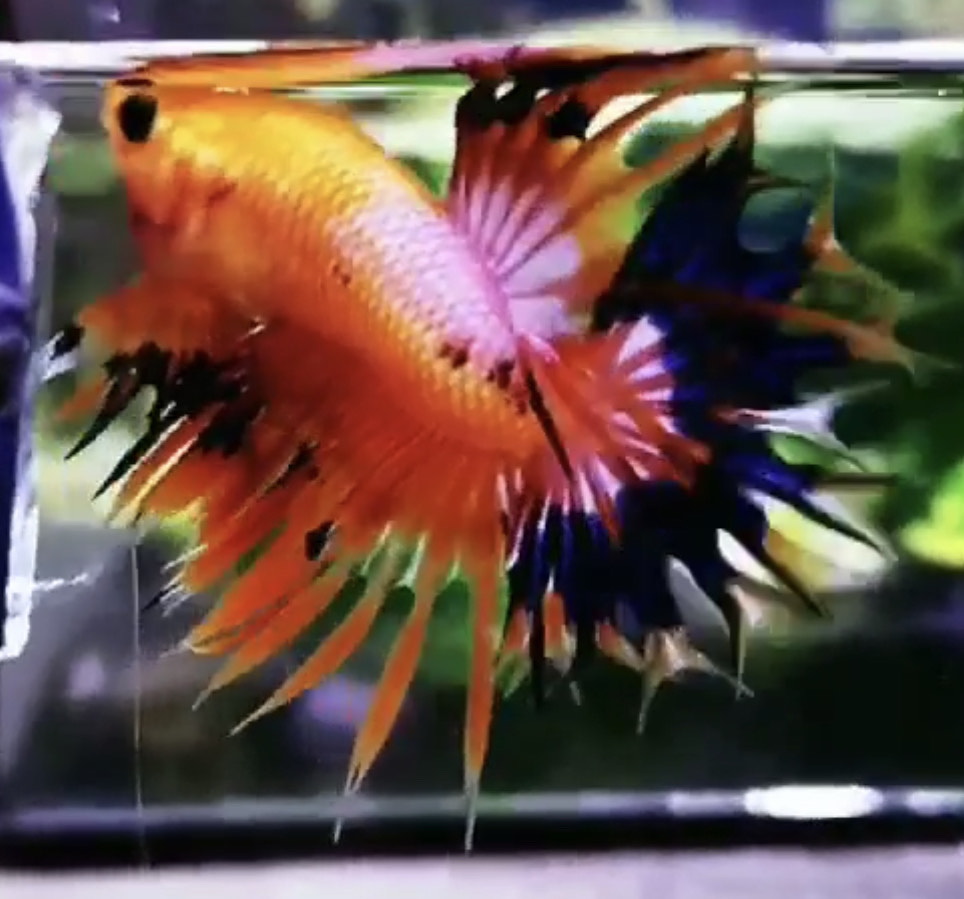 betta981