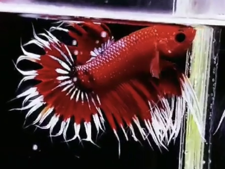 betta982