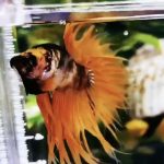 betta976
