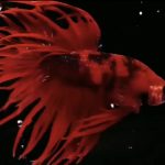 betta979