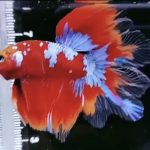 betta972