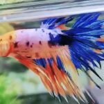 betta978